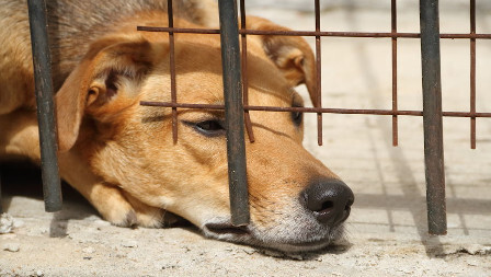 Dog looking under rusty fence